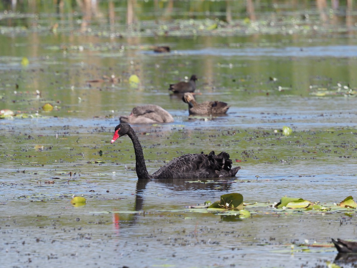 Cigno nero - ML609776895