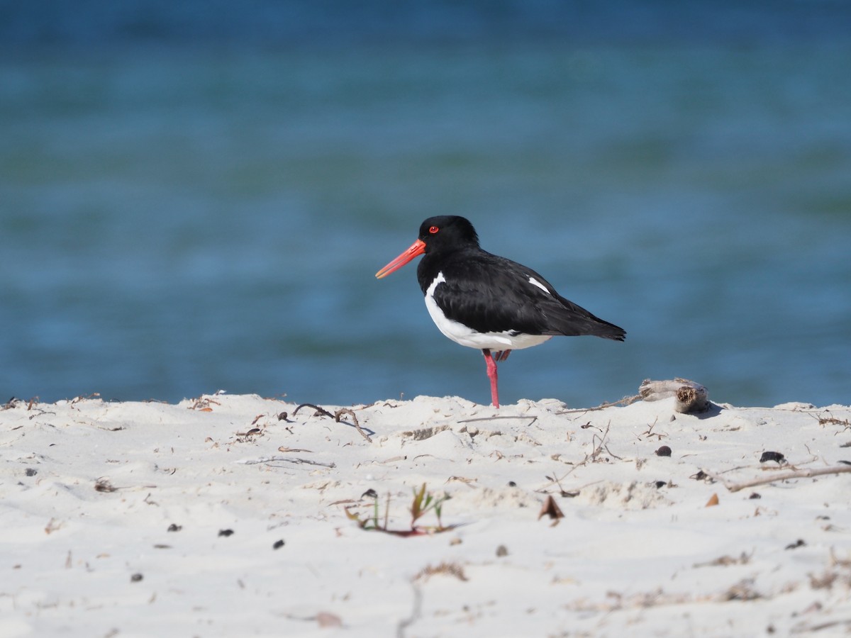 Pied Oystercatcher - ML609776907