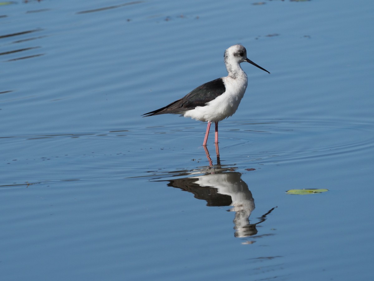 Pied Stilt - ML609776911