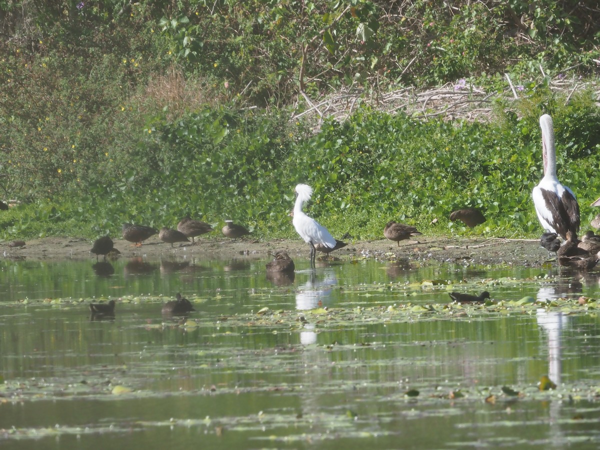 Royal Spoonbill - ML609776921