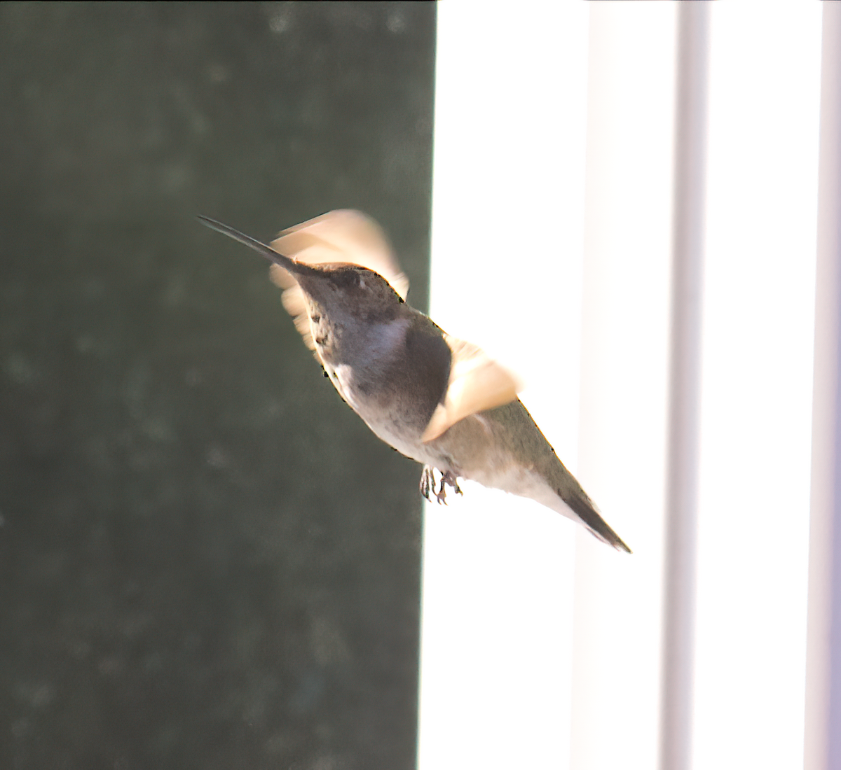 Black-chinned Hummingbird - Robert Lewis