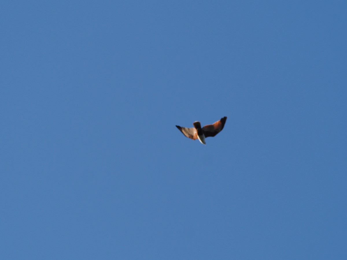 Brahminy Kite - U3A Bird Group Two