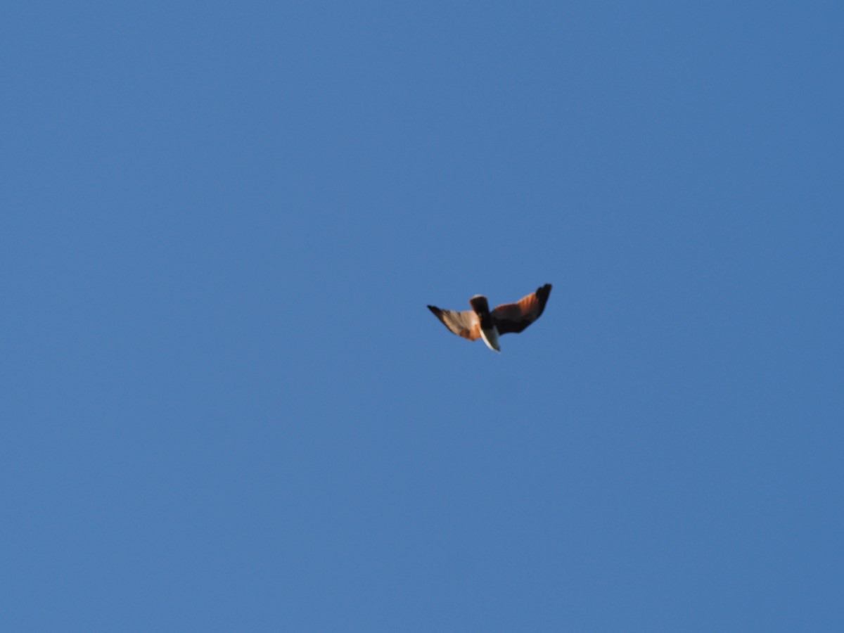 Brahminy Kite - ML609776964
