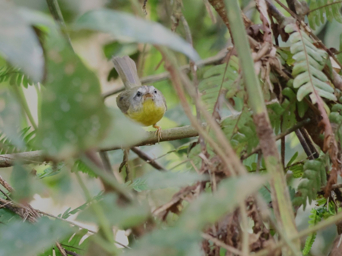 Golden-crowned Warbler - Joan Baker