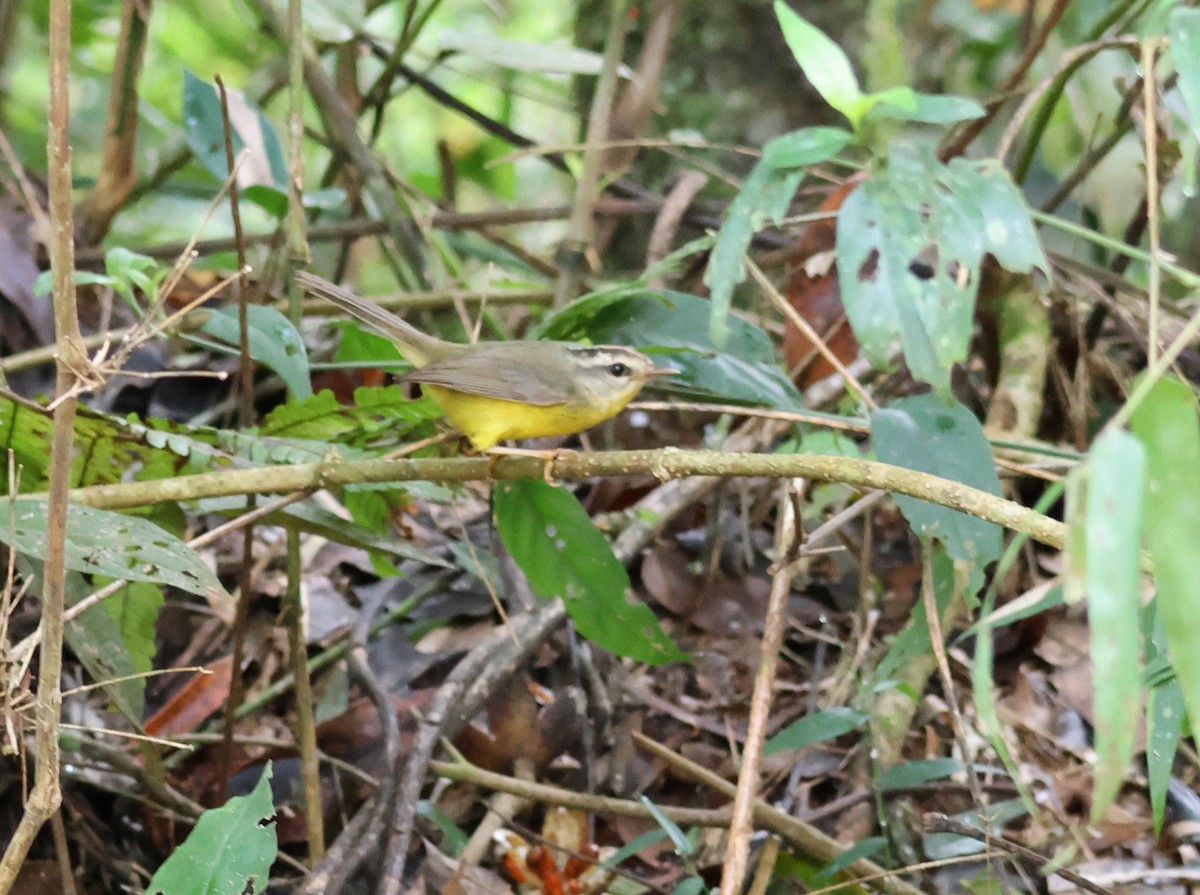 Golden-crowned Warbler - Joan Baker