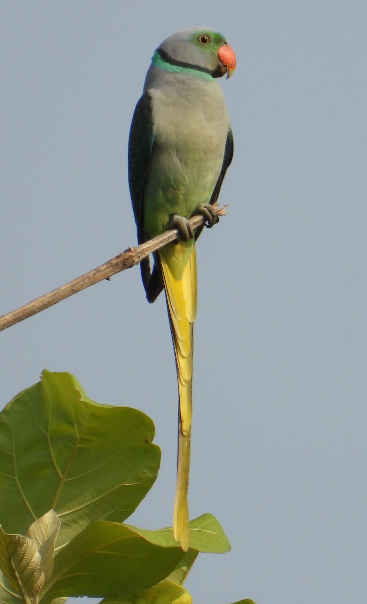 Malabar Yeşil Papağanı - ML609777058