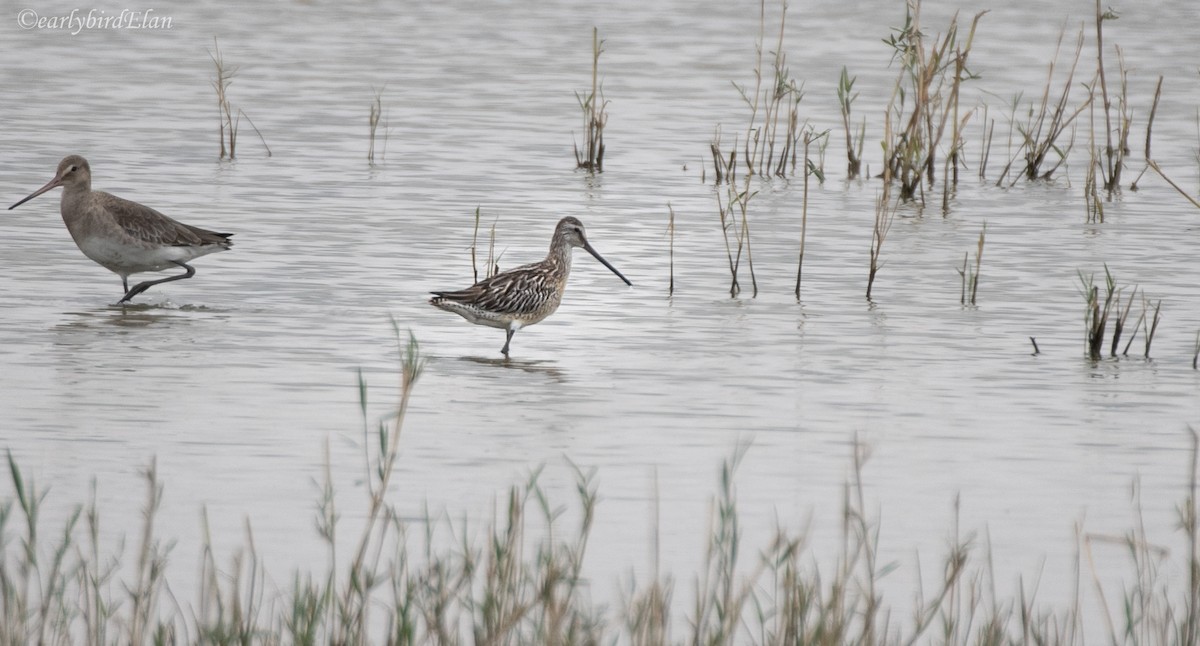 Asian Dowitcher - ML609777193