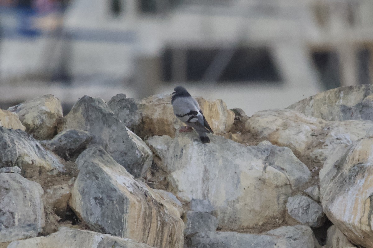 Rock Pigeon (Feral Pigeon) - ML609777284