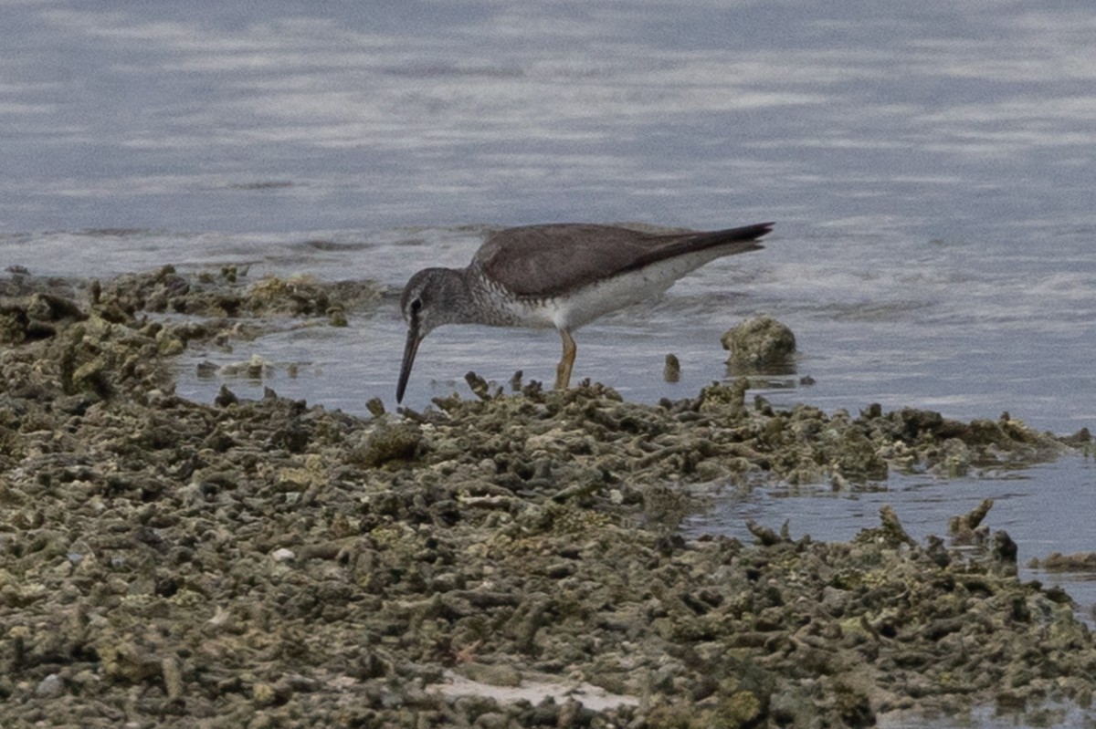 Gray-tailed Tattler - ML609777400