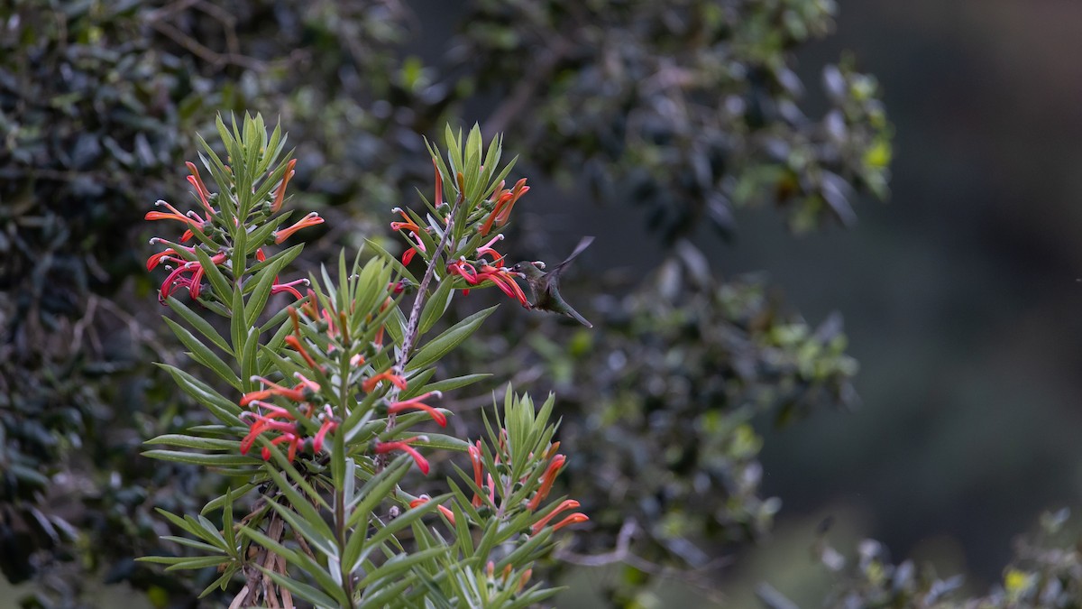 Green-backed Firecrown - ML609777670