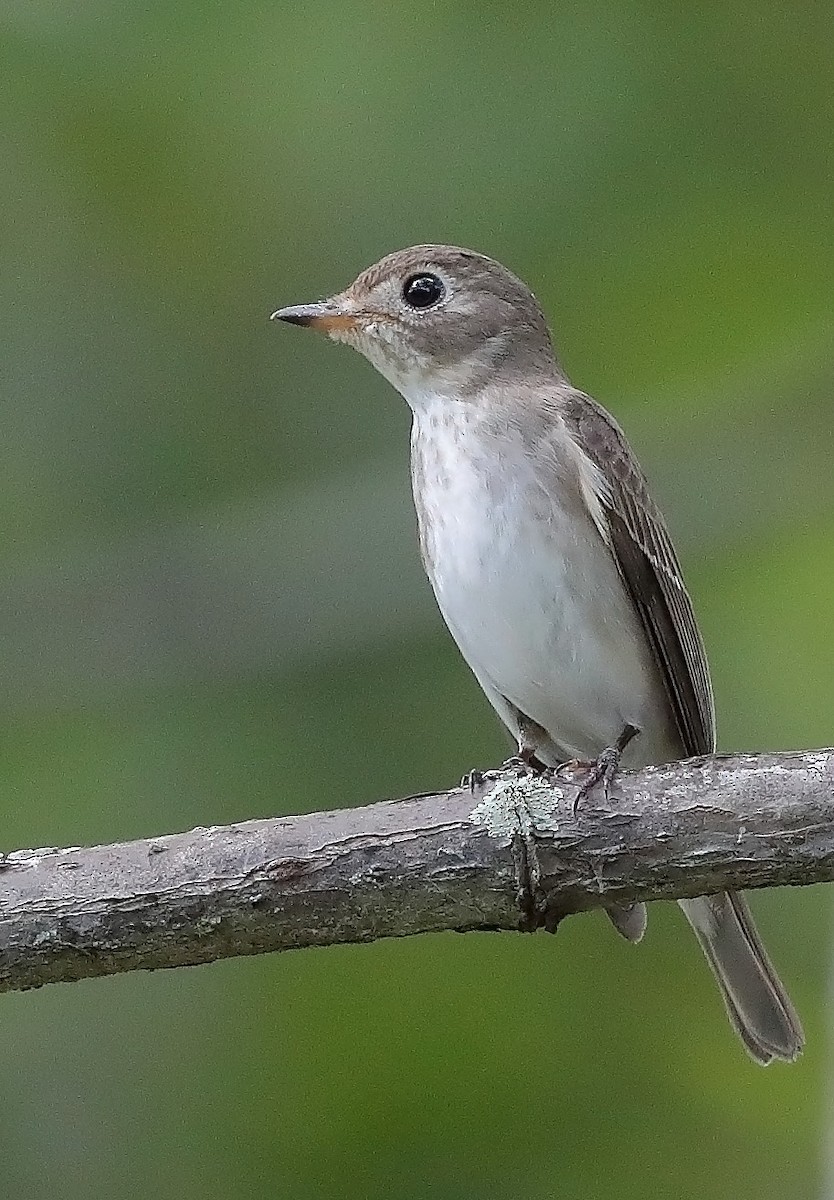 Asian Brown Flycatcher - sheau torng lim