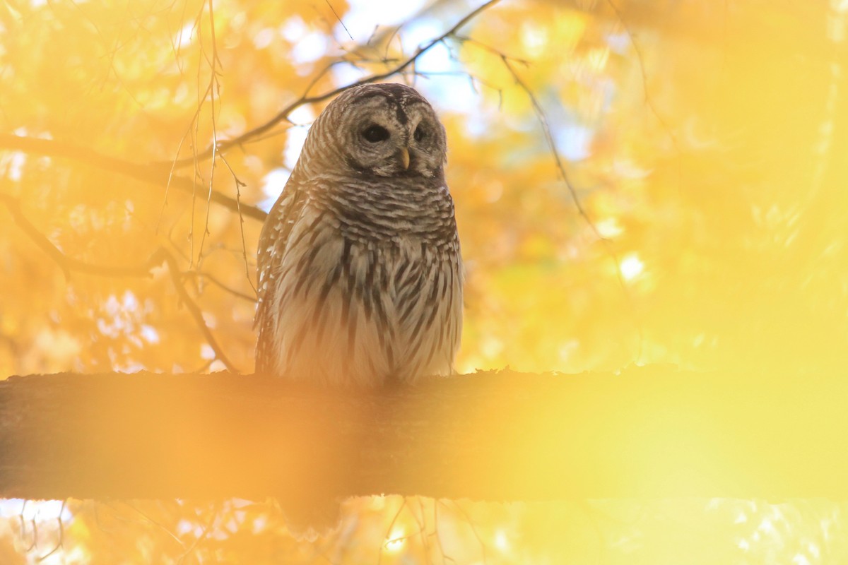 Barred Owl - Riley Fern