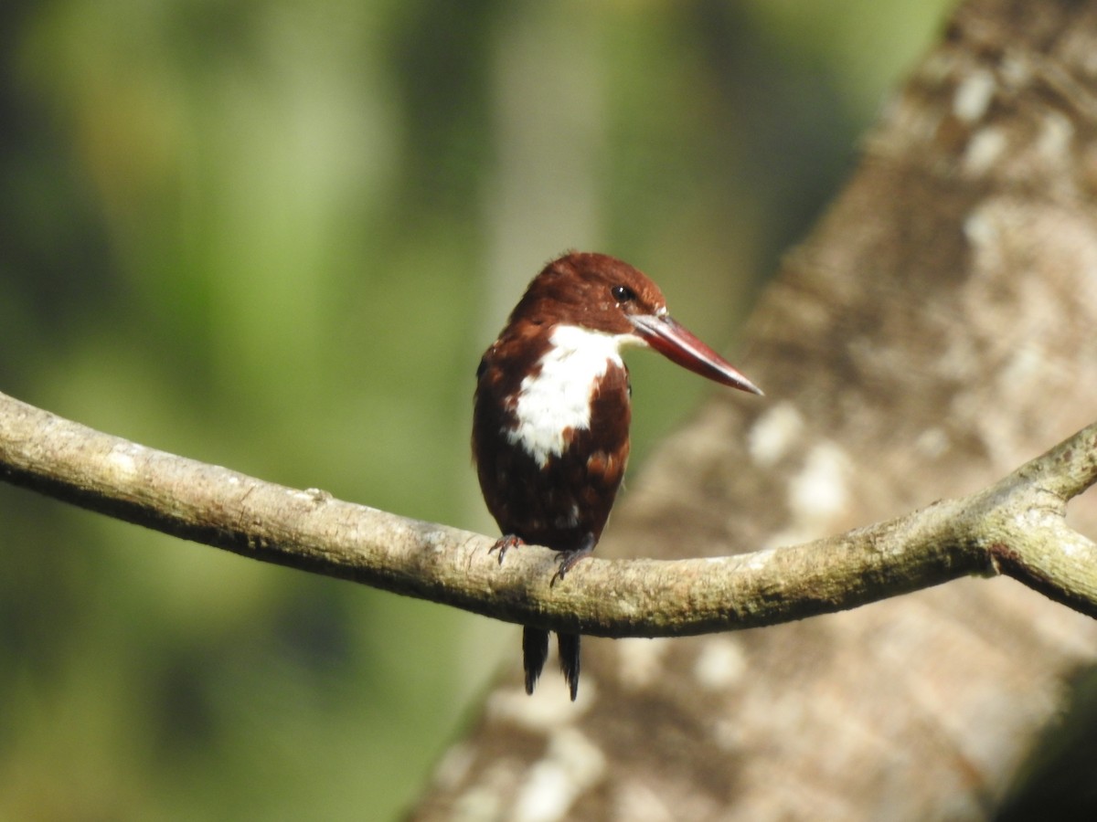 White-throated Kingfisher - ML609777827