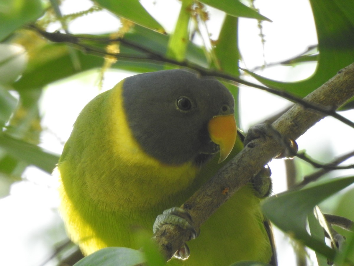 Plum-headed Parakeet - ML609777841