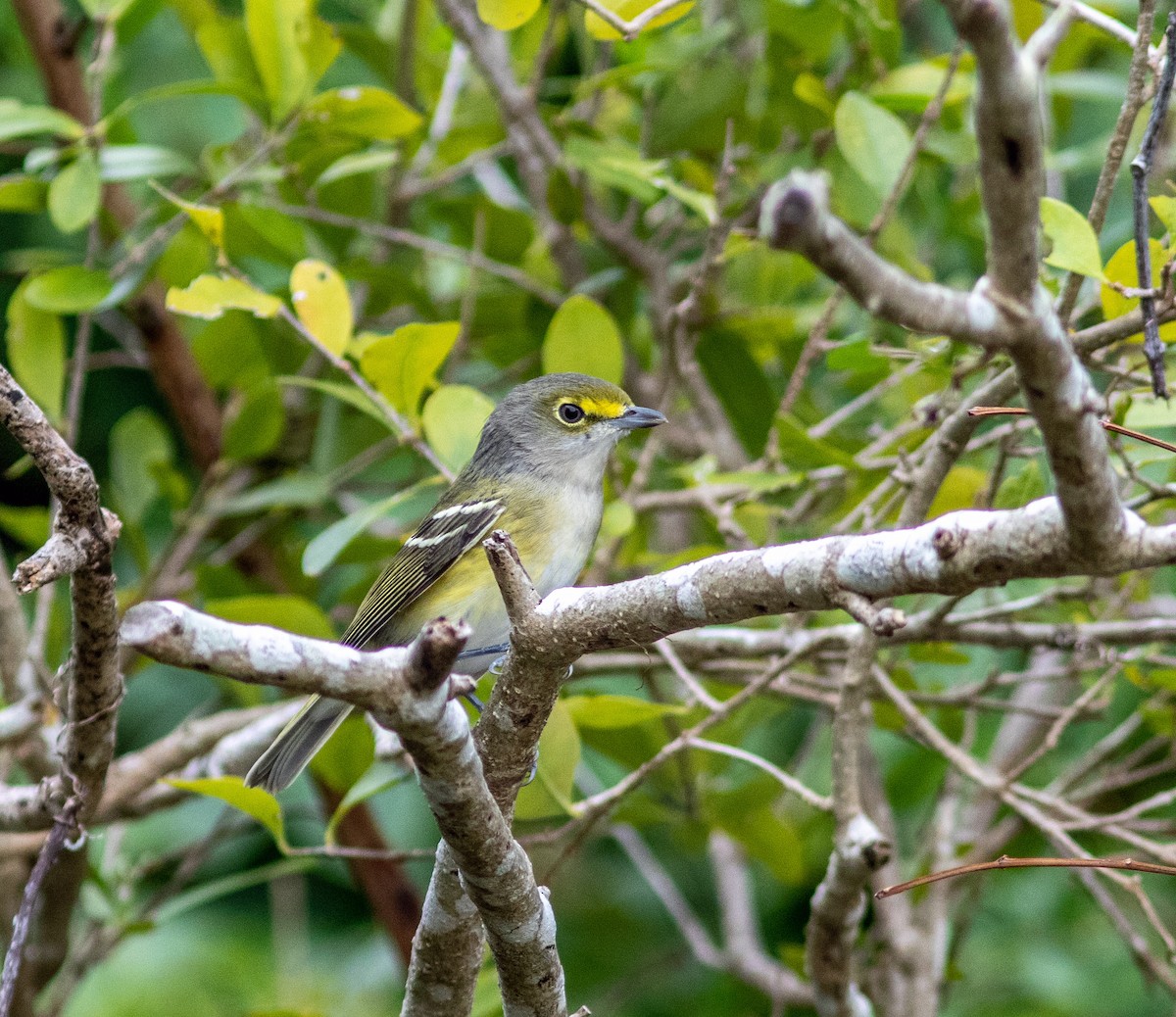 White-eyed Vireo - Mark and Holly Salvato