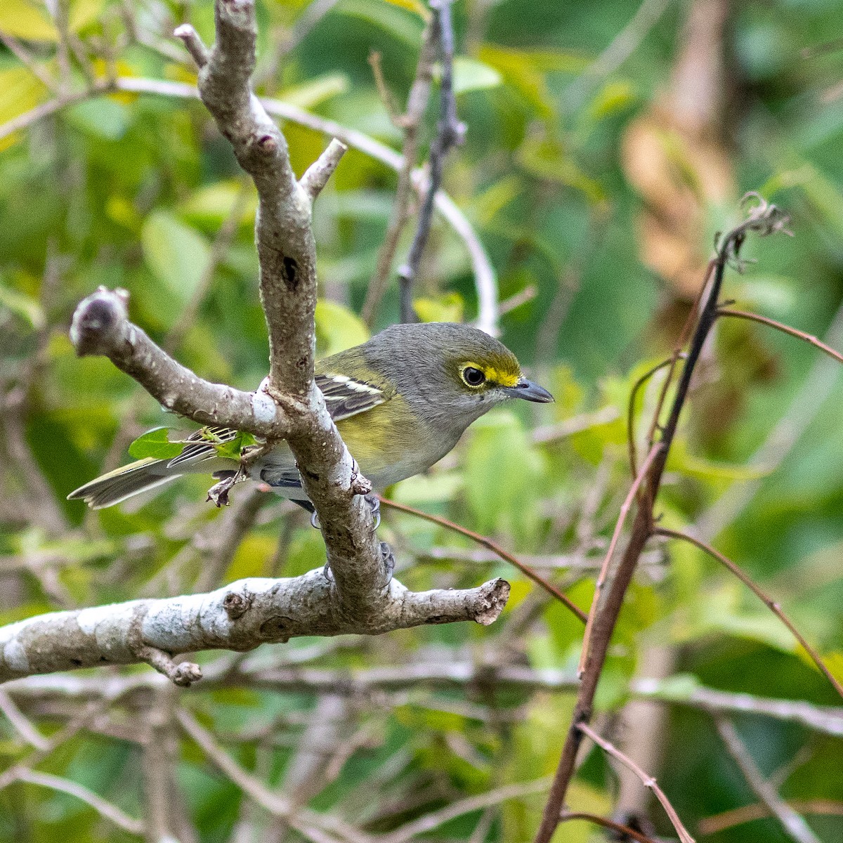 Vireo Ojiblanco - ML609777860