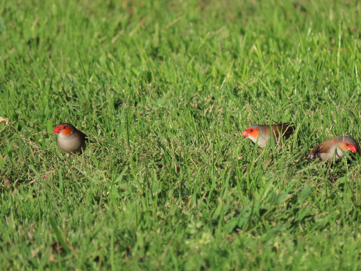 Orange-cheeked Waxbill - ML609777941