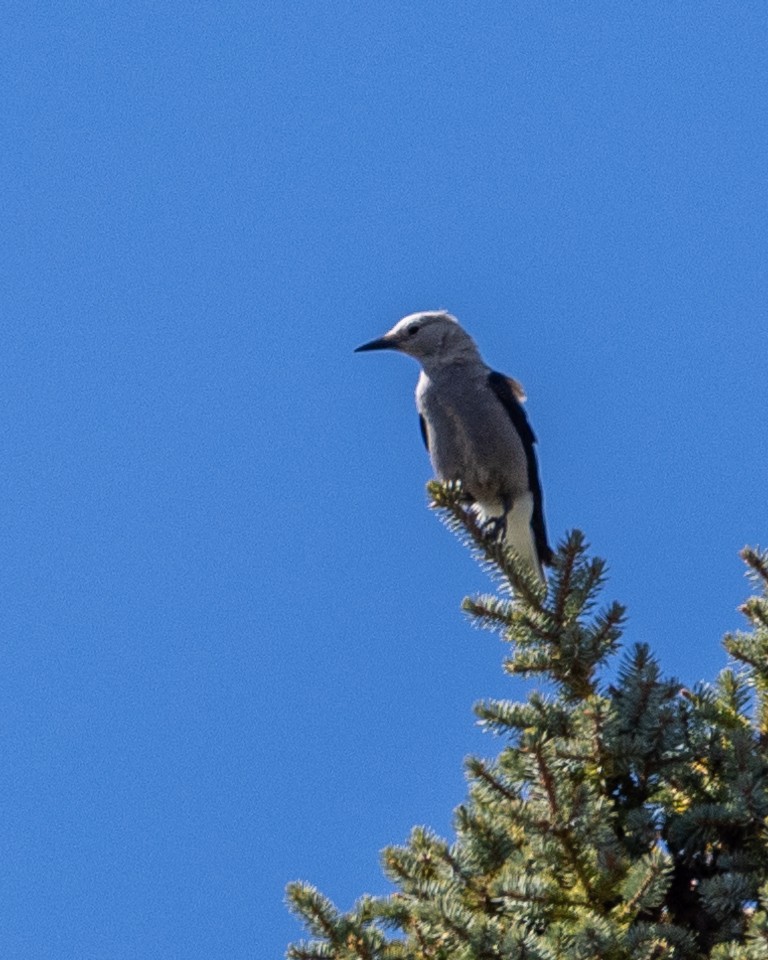 Clark's Nutcracker - ML609777960