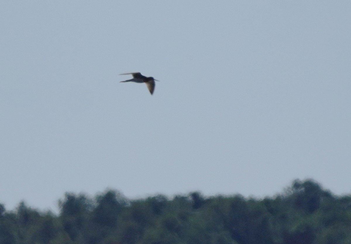 Lesser/Greater Yellowlegs - ML609777965