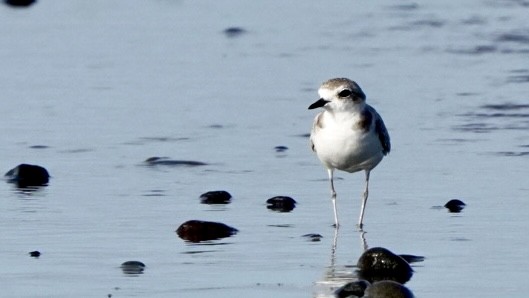 Snowy Plover - ML609778007