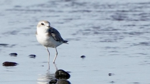 Snowy Plover - ML609778008