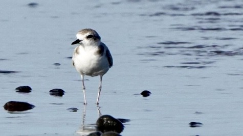 Snowy Plover - ML609778011