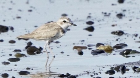 Snowy Plover - ML609778012