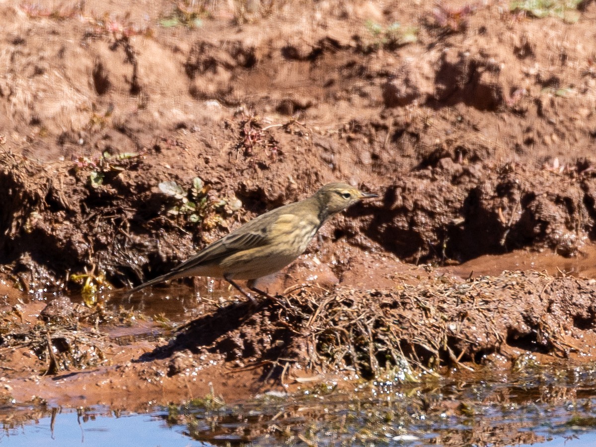 American Pipit - Philip Kline