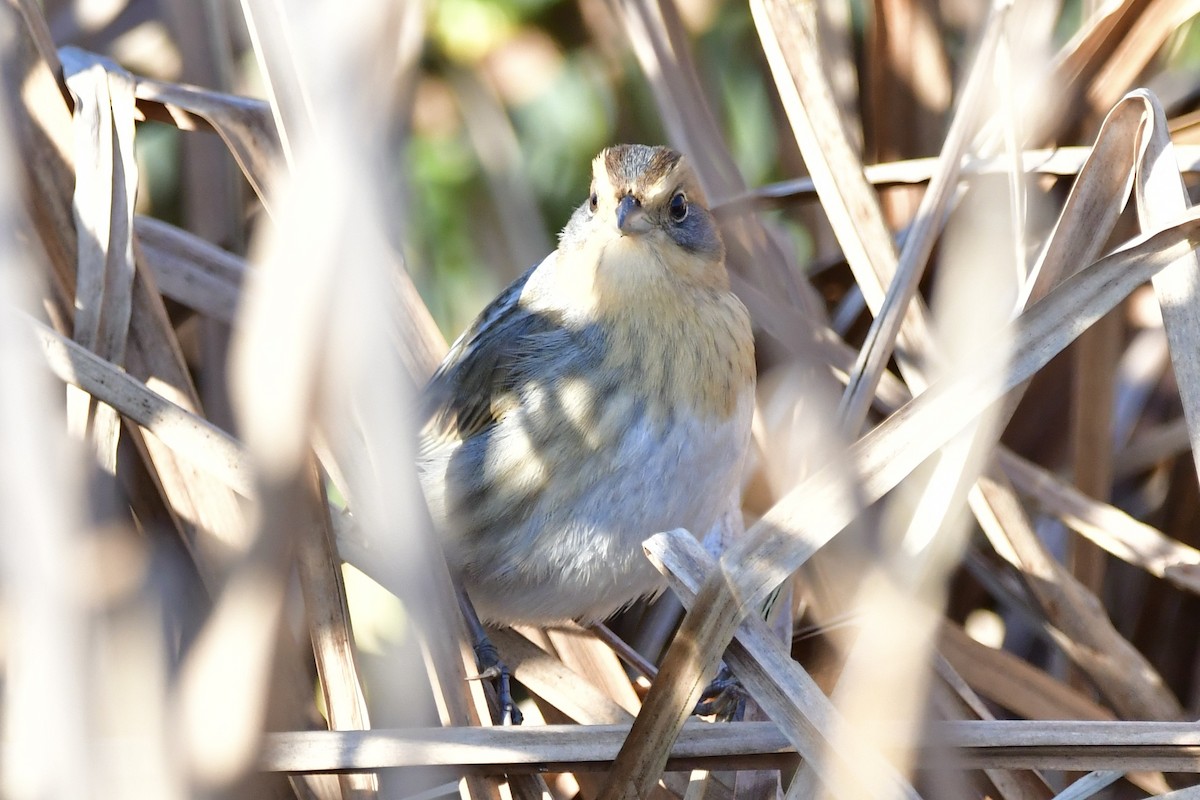 Nelson's Sparrow - Vinobha Pannerselvam