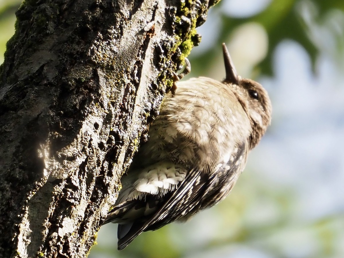 נקר צהוב-בטן - ML609778101