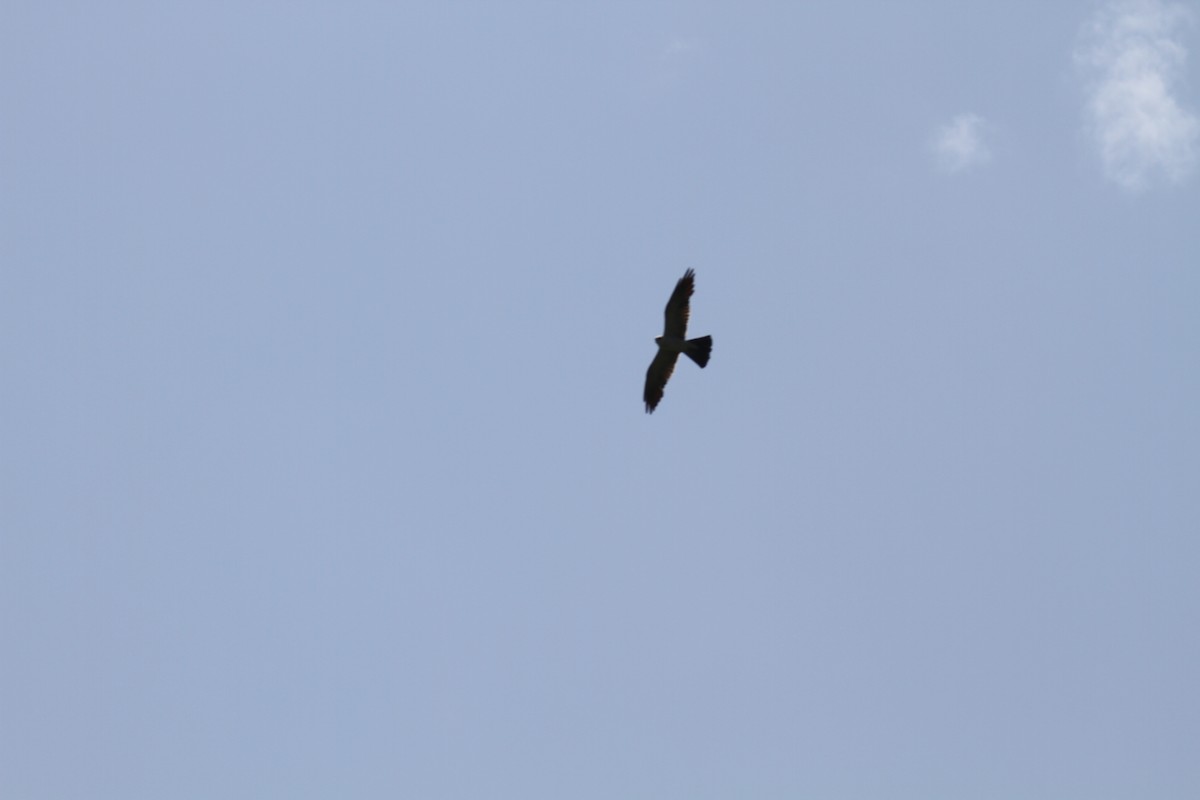 Mississippi Kite - ML609778157