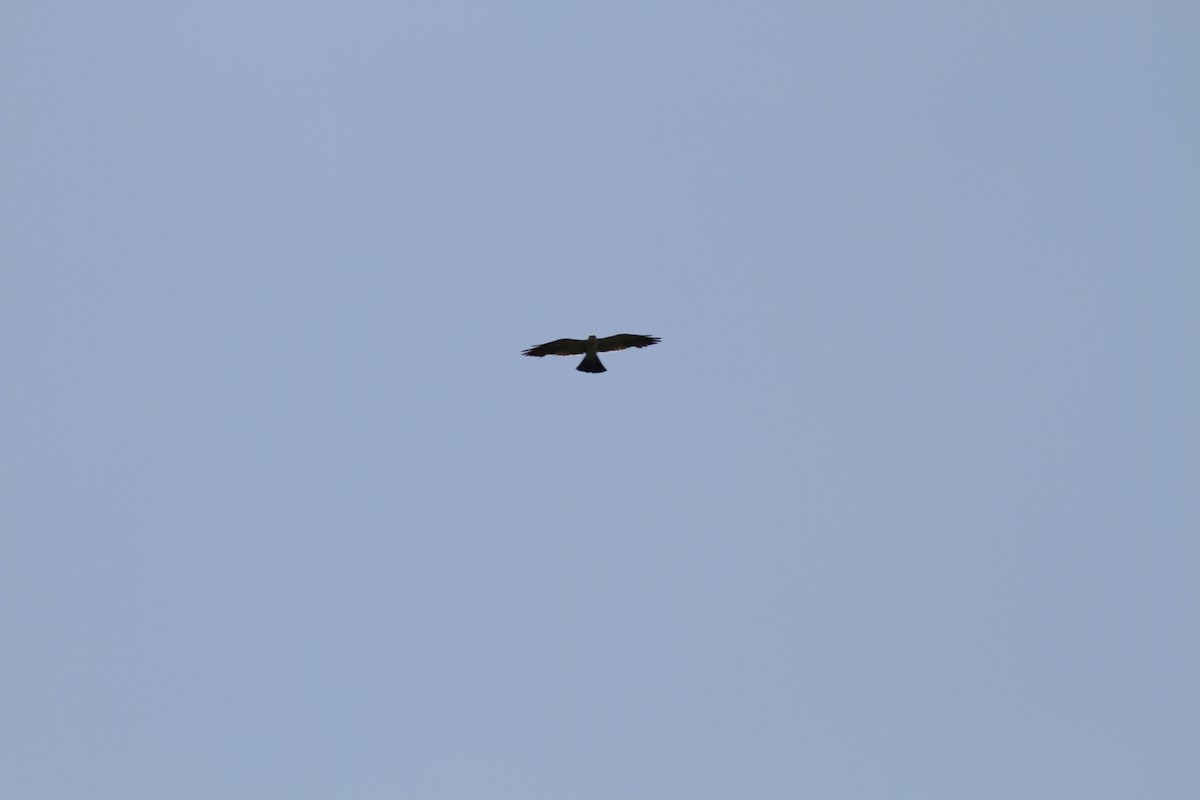 Mississippi Kite - Evan MacDonald