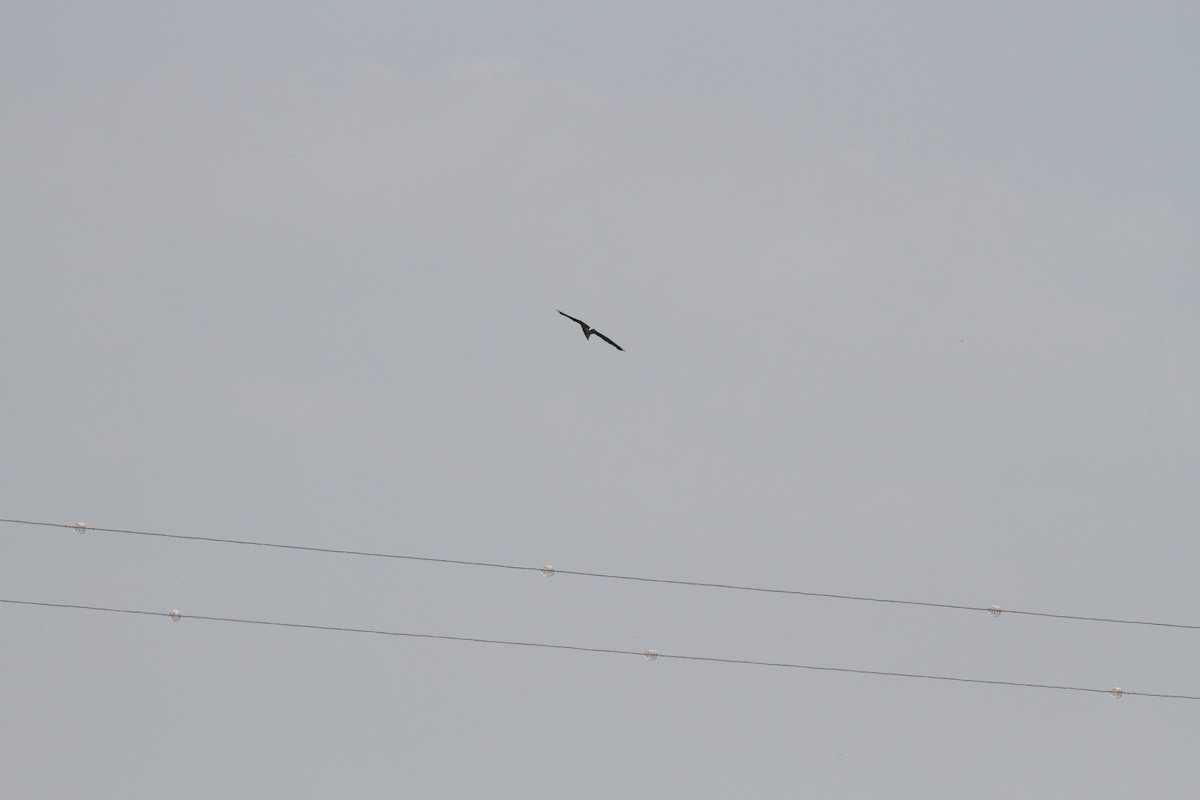 Mississippi Kite - ML609778159