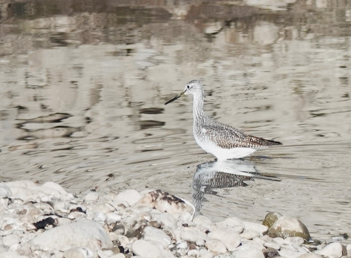 Greater Yellowlegs - ML609778203