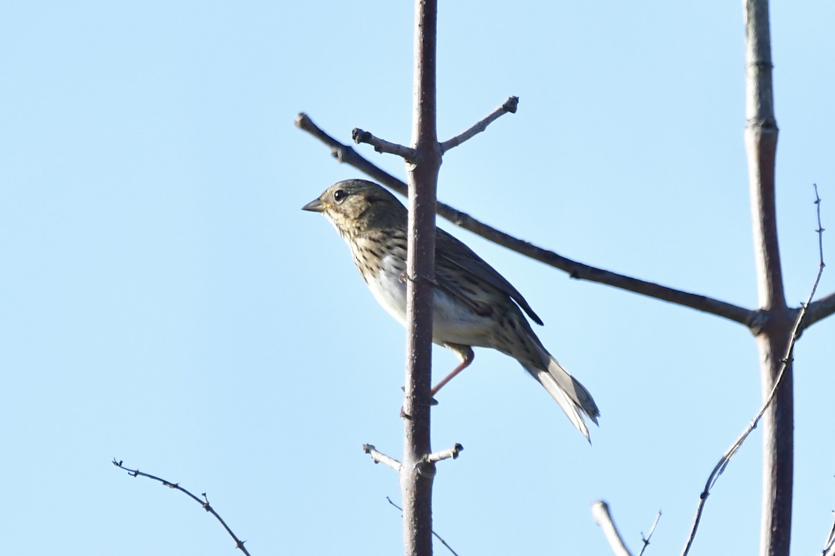 Lincoln's Sparrow - Vinobha Pannerselvam