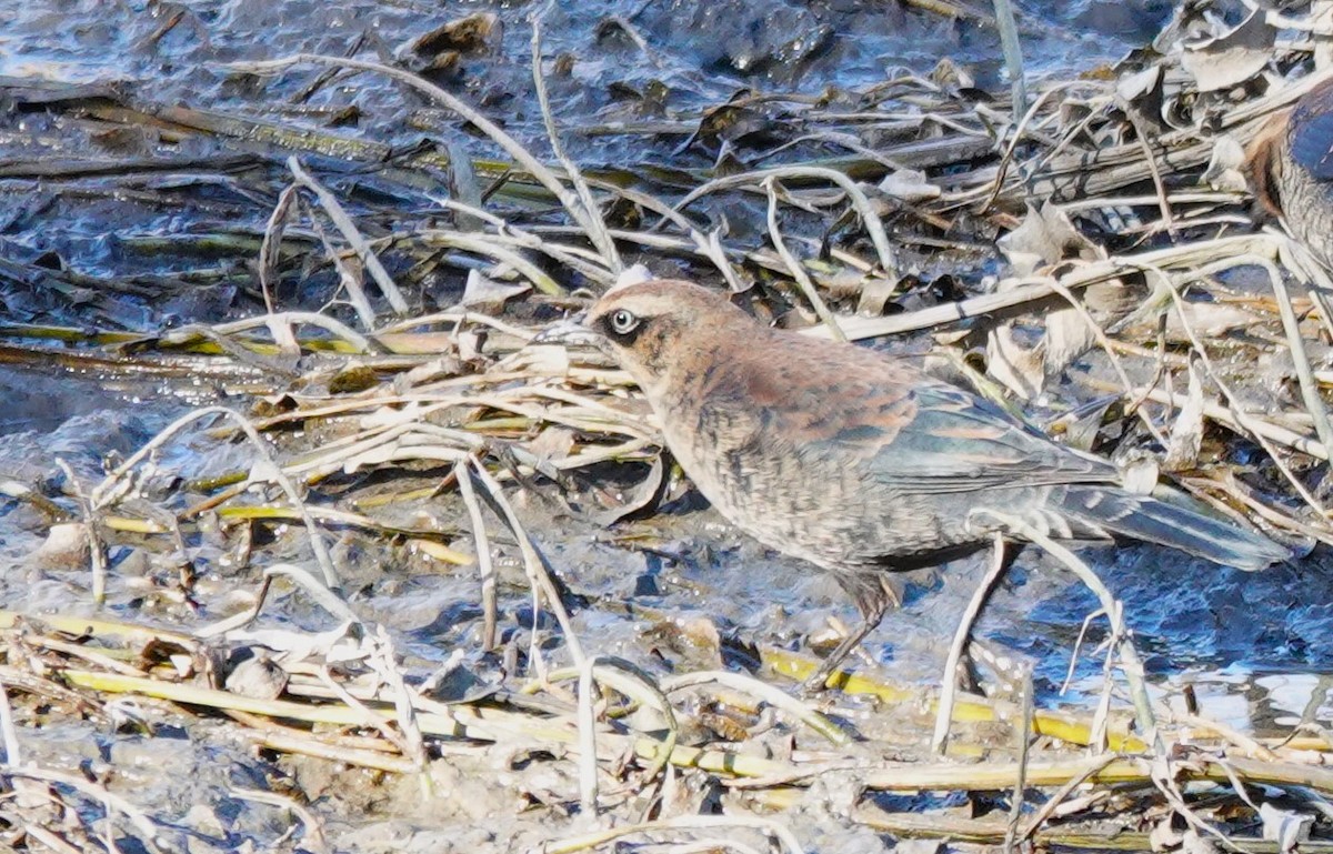 Rusty Blackbird - Diane Stinson