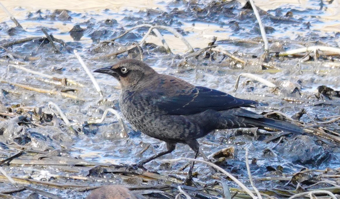 Rusty Blackbird - ML609778230