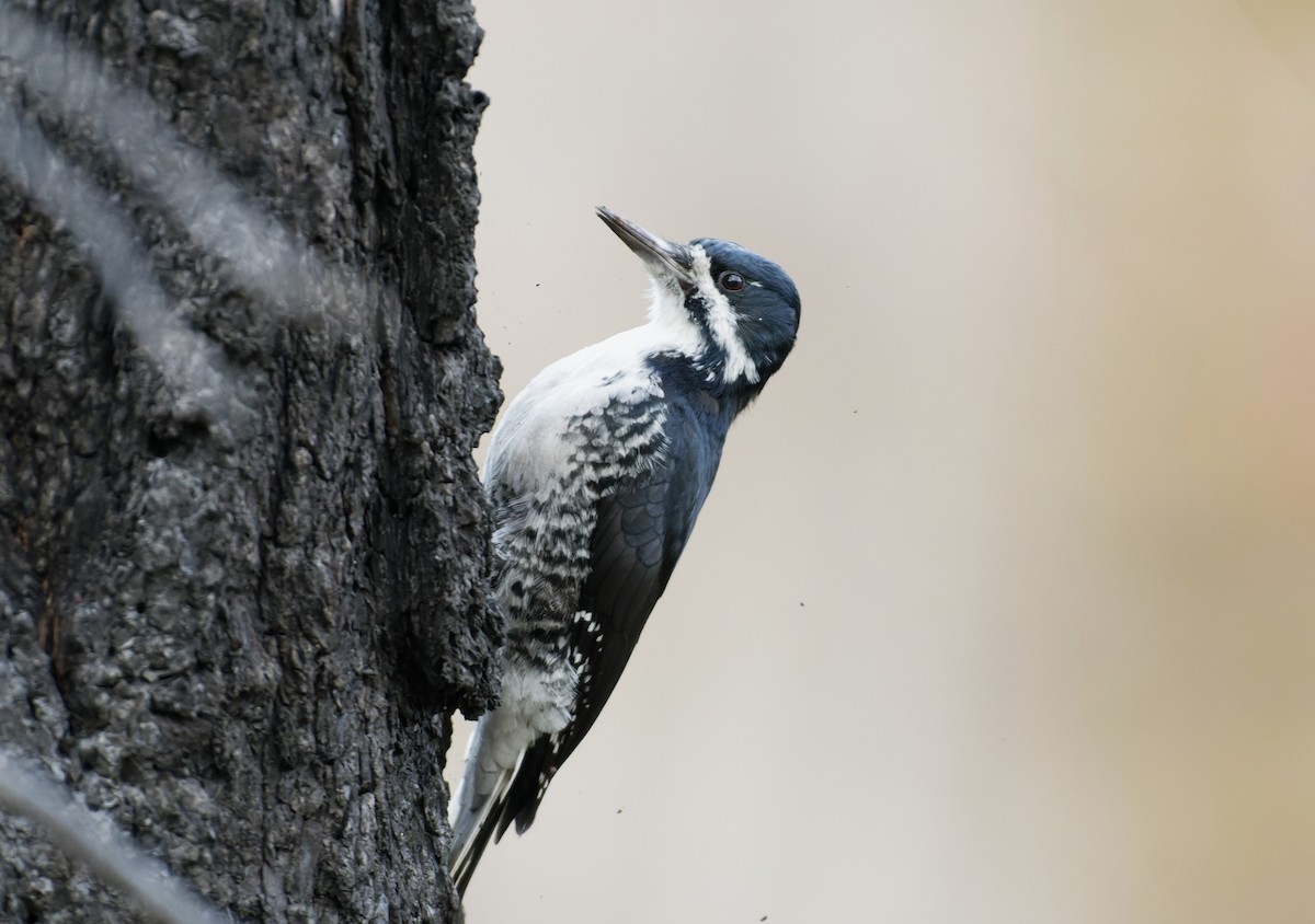 Black-backed Woodpecker - Braydon Luikart