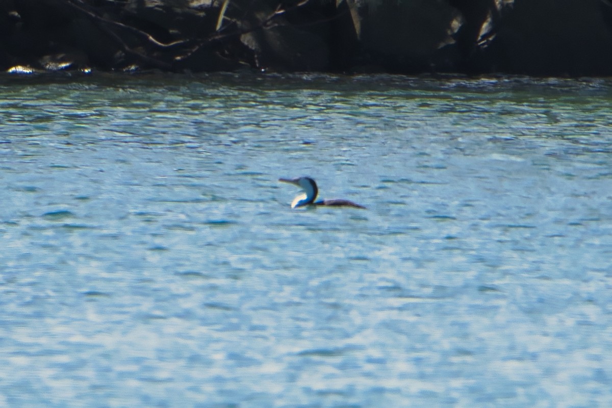 Pied Cormorant - Helen Leonard