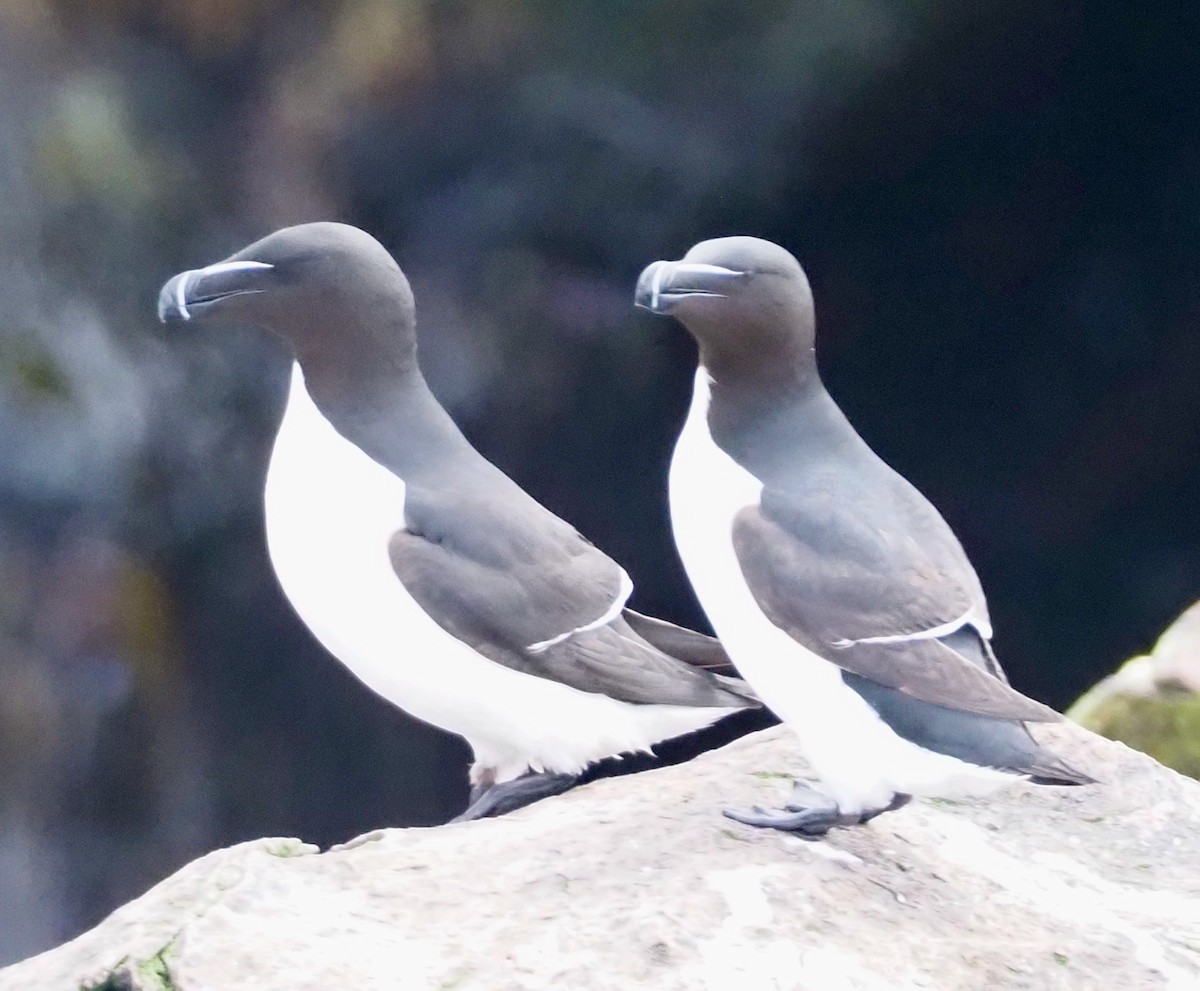 Razorbill - ML609778310