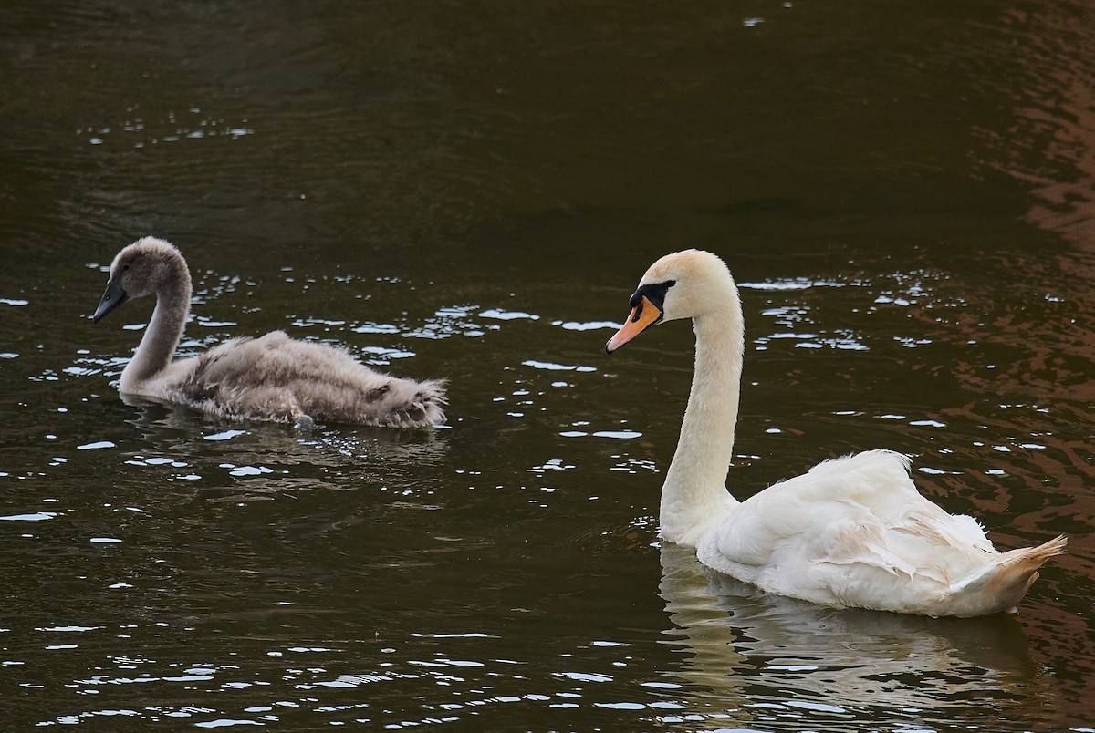 Mute Swan - ML609778324