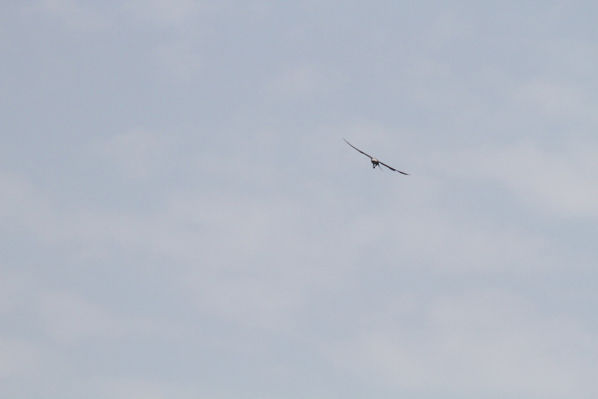 Mississippi Kite - ML609778347