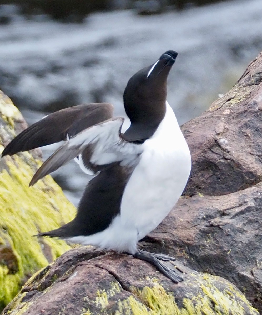 Razorbill - ML609778360