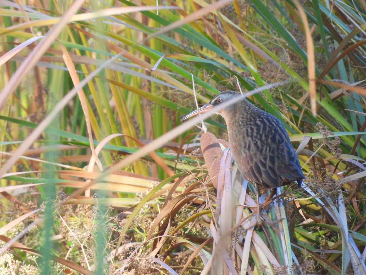 Virginia Rail - ML609778386