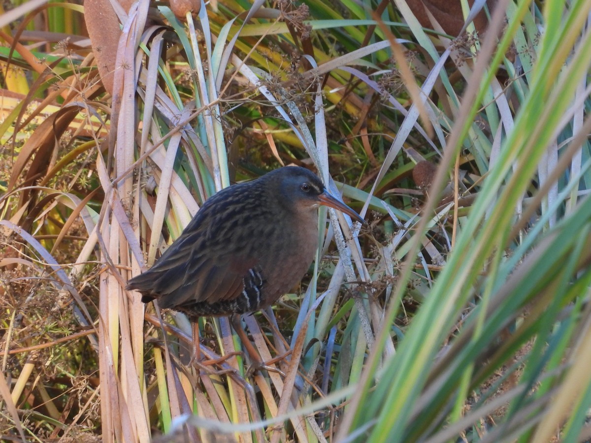 Virginia Rail - ML609778387