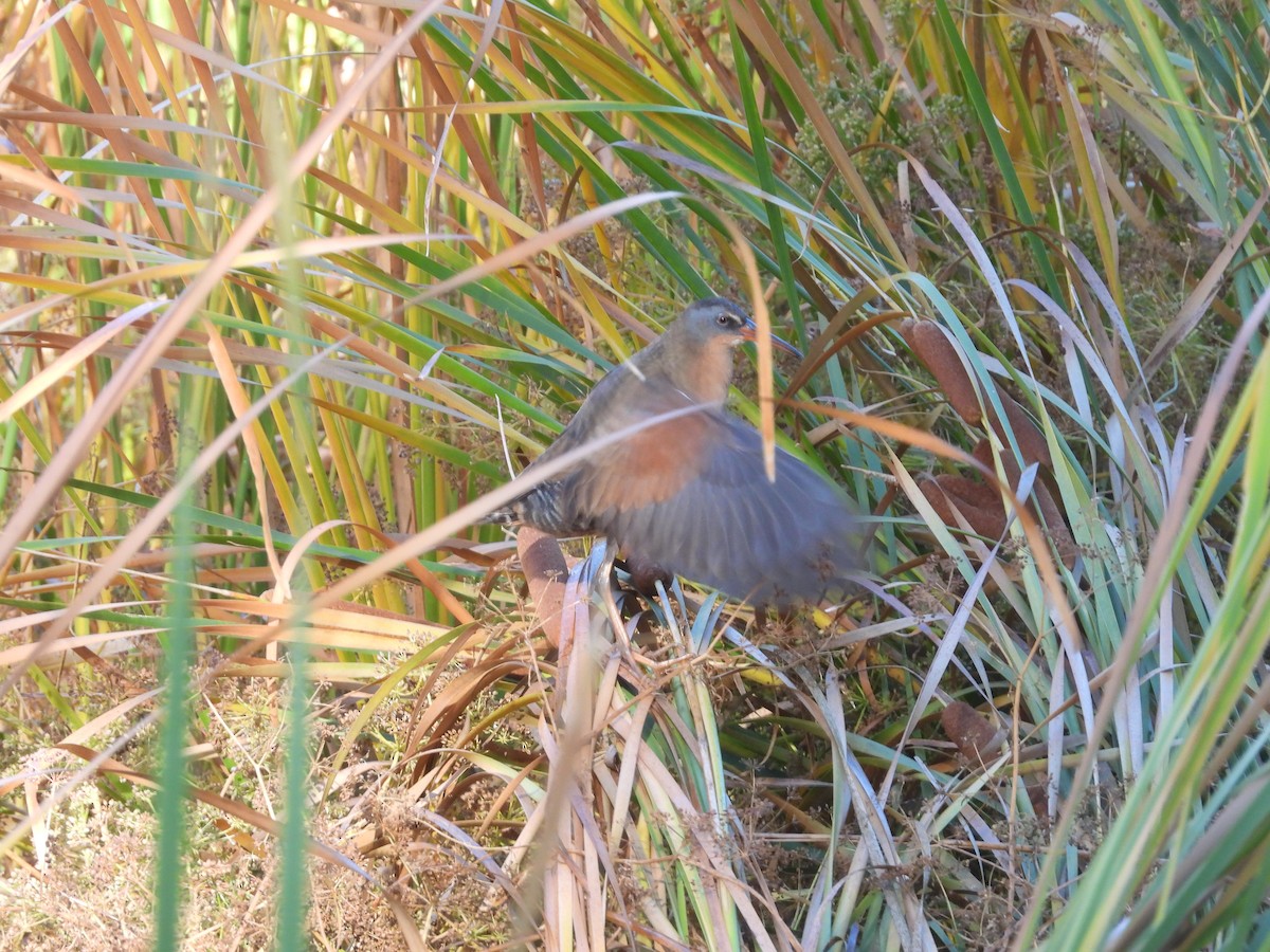 Virginia Rail - ML609778389