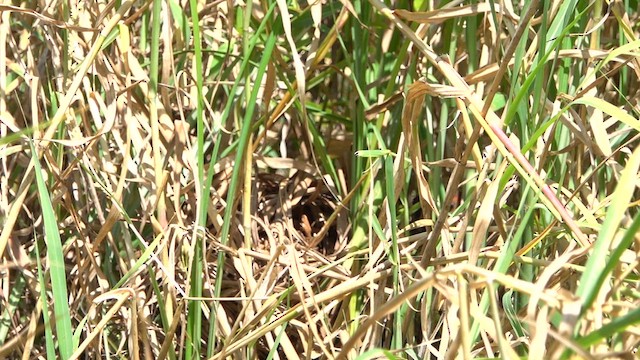 Rufous-sided Crake - ML609778395