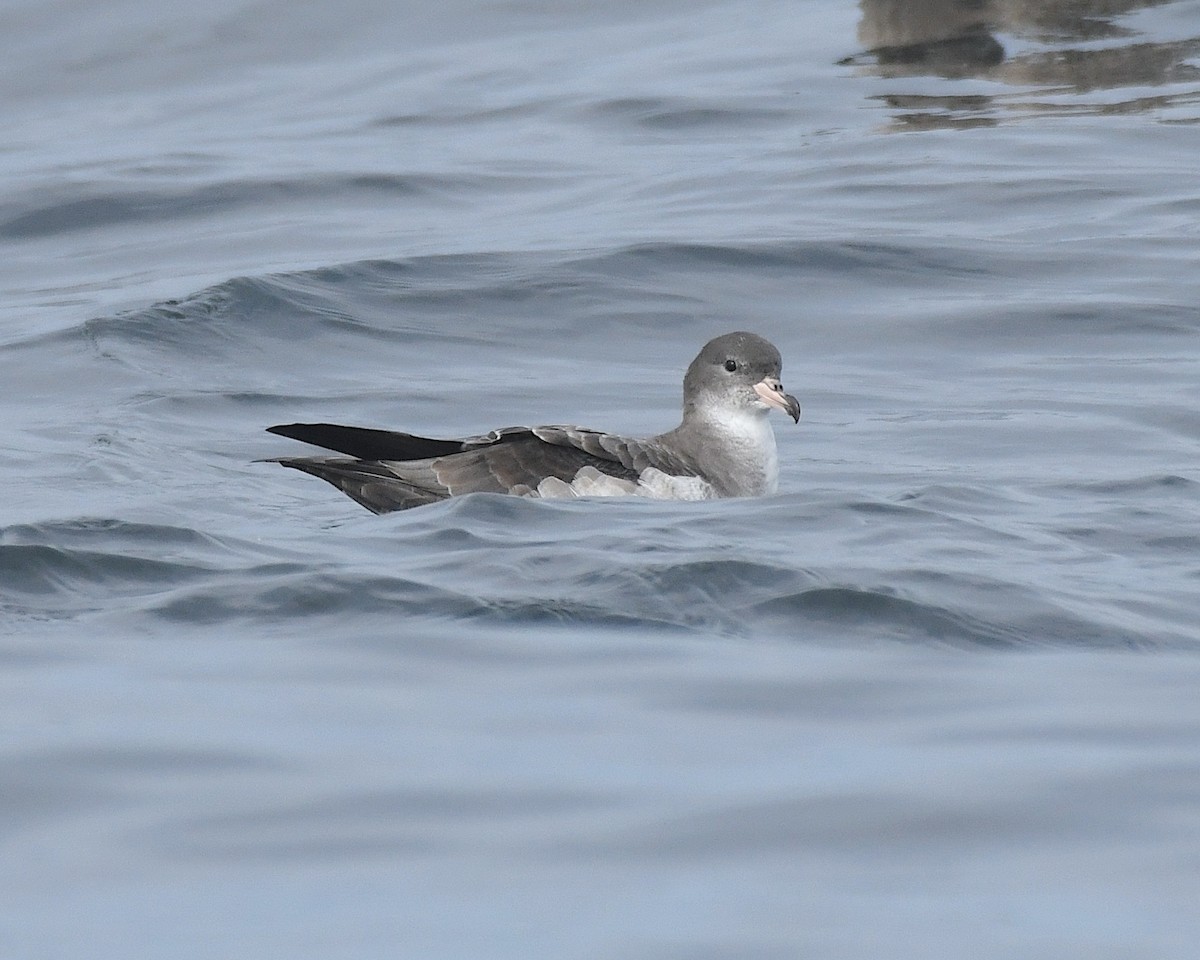 Pink-footed Shearwater - ML609778403
