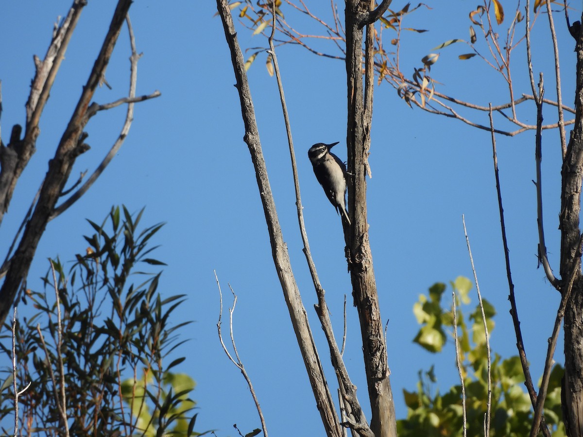 Hairy Woodpecker - ML609778413