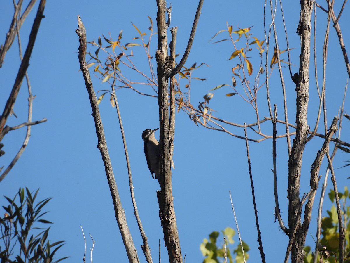 Hairy Woodpecker - ML609778414